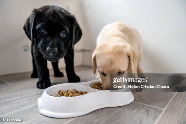 labrador puppies eating - dog bowl fotografías e imágenes de stock