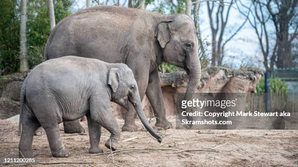 indian elephant and calf - zoo stock pictures, royalty-free photos & images