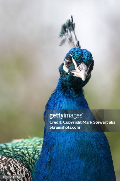 male peacock 4 - peacock fotografías e imágenes de stock