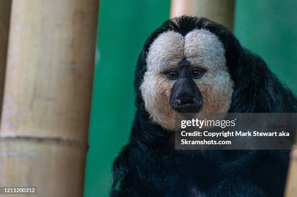 white faced saki - white faced saki monkey stock pictures, royalty-free photos & images