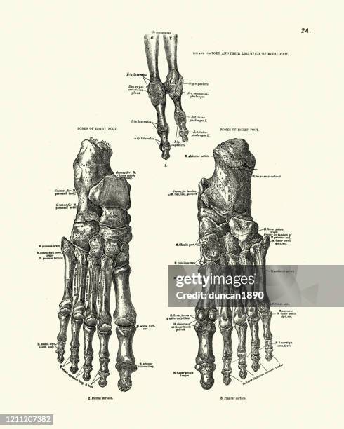knochen des menschlichen fußes und der zehen, viktorianische anatomische zeichnung - medical diagram stock-grafiken, -clipart, -cartoons und -symbole