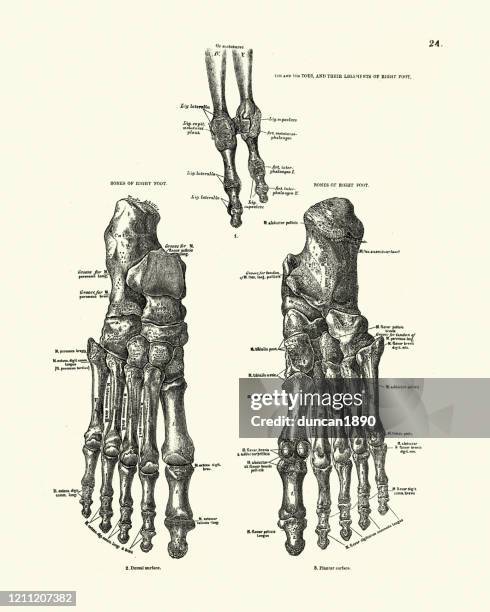 ilustrações, clipart, desenhos animados e ícones de ossos do pé humano e dos dedos dos pés, desenho anatômico vitoriano - diagramas médicos