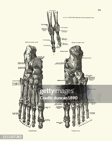 Bones Of The Human Foot And Toes Victorian Anatomical Drawing High Res bones-of-the-human-foot-and-toes-victorian-anatomical-drawing-high-res