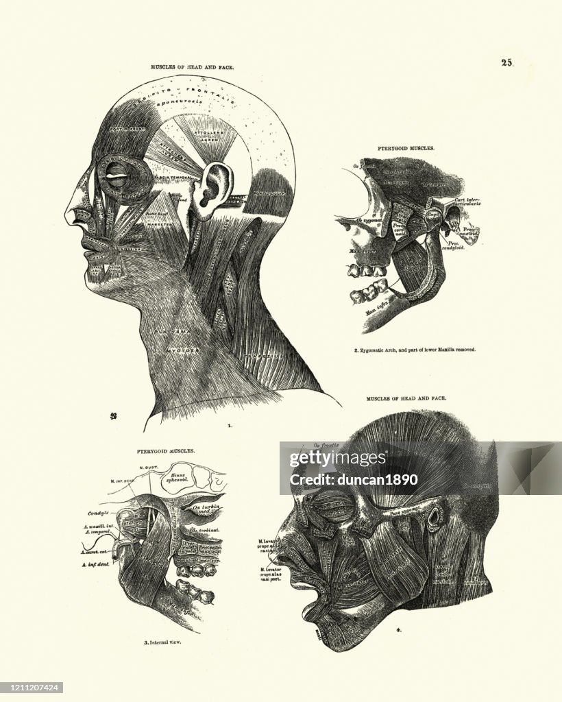 Anatomía Humana Músculos Cabeza Y Cara Dibujo Anatómico Victoriano  Ilustración de stock - Getty Images
