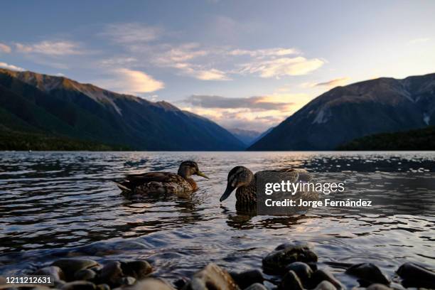 Mallard ducks swimming in lake Rotoiti at sunset.