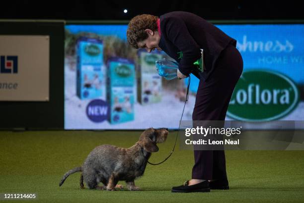 Maisie the Wire Haired Dachshund goes to the toilet straight after winning Best in Show as owner Kim McCalmont from Gloucestershire prepares a...