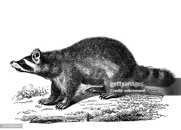 Ancient Racoon Raccoon Illustration Photos and Premium High Res Pictures - Getty Images