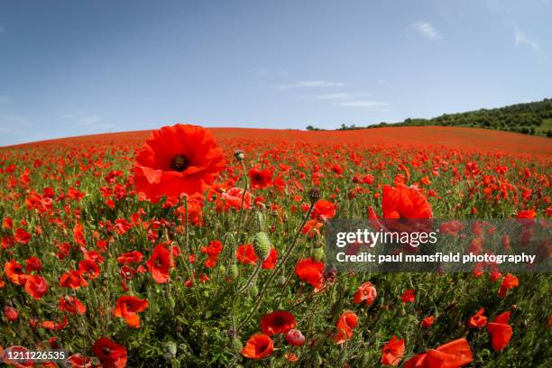 poppy field - poppy fotografías e imágenes de stock