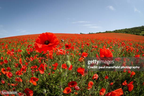 poppy field - coquelicot photos et images de collection