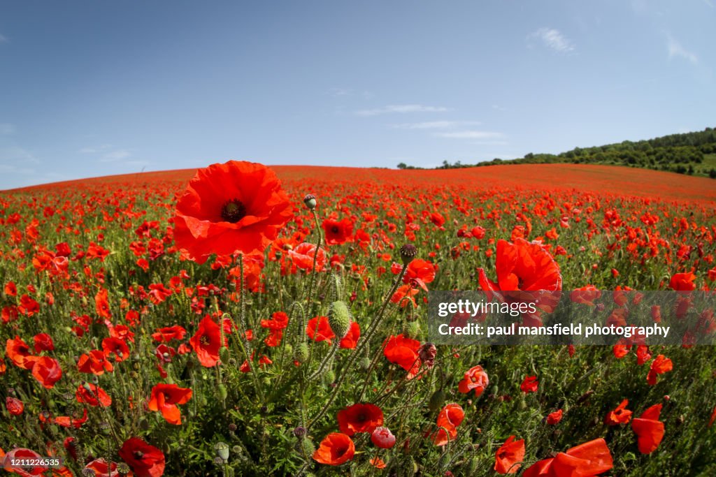 Poppy field