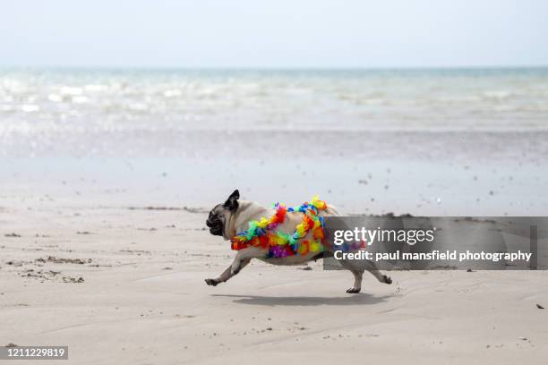 pug with rainbow garland on beach - dog rainbow stockfoto's en -beelden