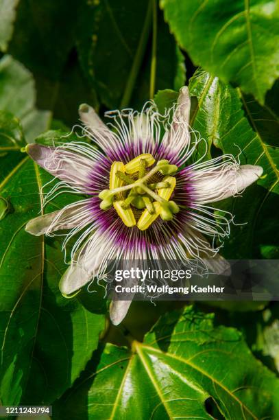 Passion fruit flower at the National Botanic Garden in Banjul, The Gambia.