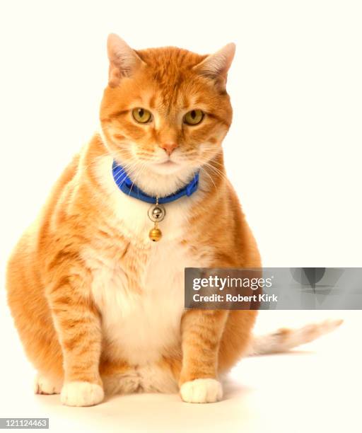 cat portrait - animal collar stock pictures, royalty-free photos & images