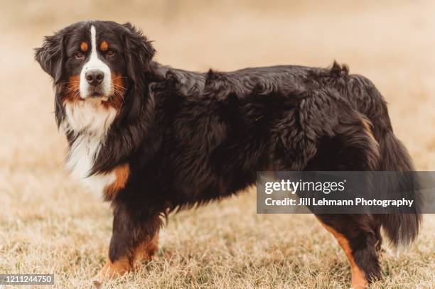 full body shot of 3 year old male bernese mountain dog - berner alpen 個照片及圖片檔