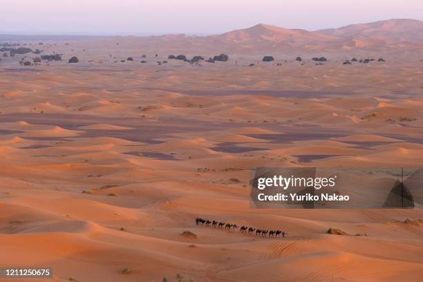 Berber man leads camels through the Sahara desert of Merzouga, Morocco on November 11, 2018.