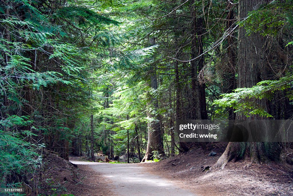 Diffused Light on Forest Trail