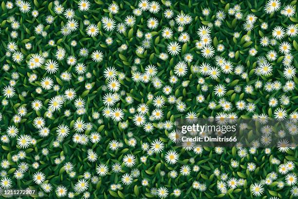 seamless background of chamomiles and green leaves - front or back yard stock illustrations