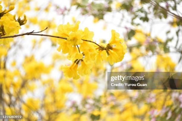 beautiful golden trumpet tree ( tabebuia chrysantha, handroanthus chrysanthus, golden tree, yellow pui ) blooming in spring, jiangmen, guangdong, china. - tabebuia chrysotricha stock-fotos und bilder