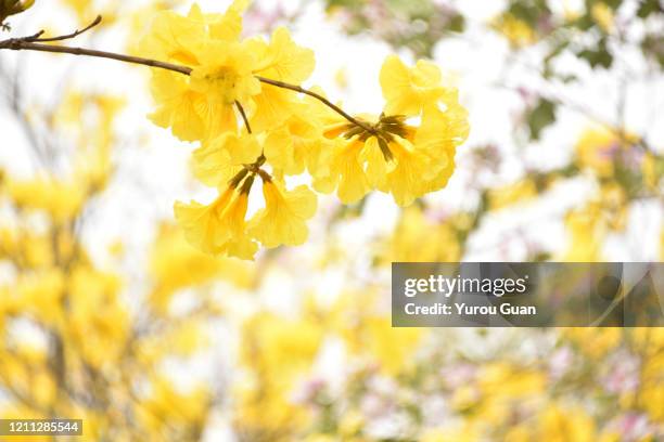 beautiful golden trumpet tree ( tabebuia chrysantha, handroanthus chrysanthus, golden tree, yellow pui ) blooming in spring, jiangmen, guangdong, china. - tabebuia chrysotricha foto e immagini stock