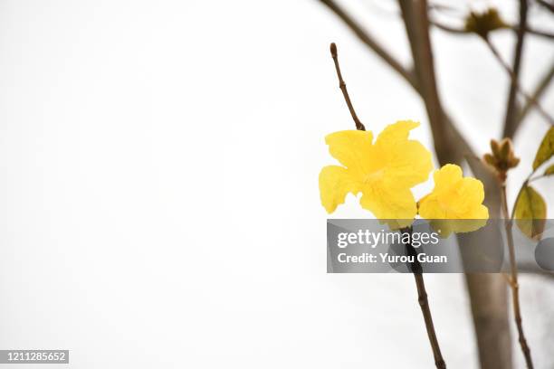 beautiful golden trumpet tree ( tabebuia chrysantha, handroanthus chrysanthus, golden tree, yellow pui ) blooming in spring, jiangmen, guangdong, china. - tabebuia chrysotricha foto e immagini stock