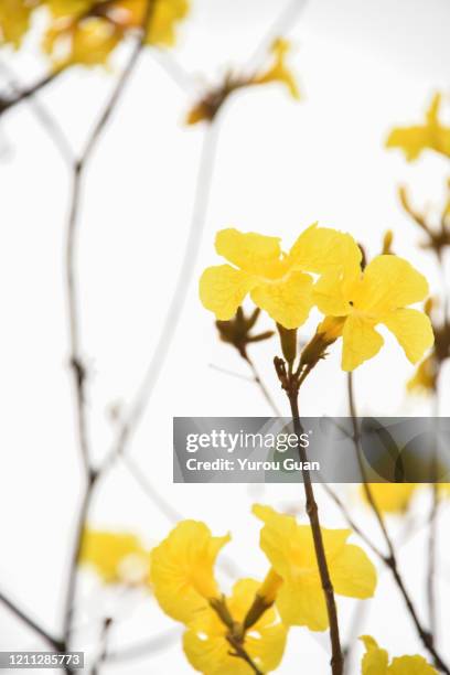 beautiful golden trumpet tree ( tabebuia chrysantha, handroanthus chrysanthus, golden tree, yellow pui ) blooming in spring, jiangmen, guangdong, china. - tabebuia chrysotricha stock-fotos und bilder