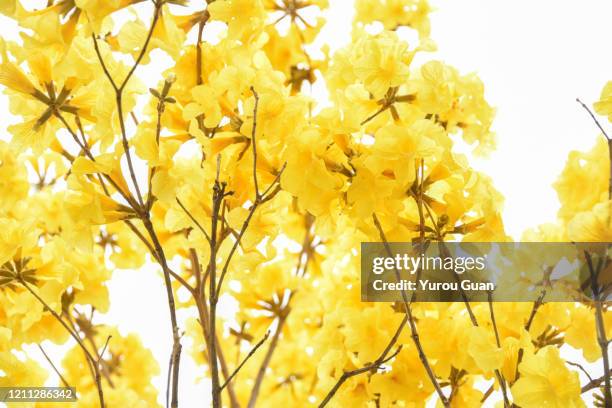 beautiful golden trumpet tree ( tabebuia chrysantha, handroanthus chrysanthus, golden tree, yellow pui ) blooming in spring, jiangmen, guangdong, china. - tabebuia chrysotricha foto e immagini stock