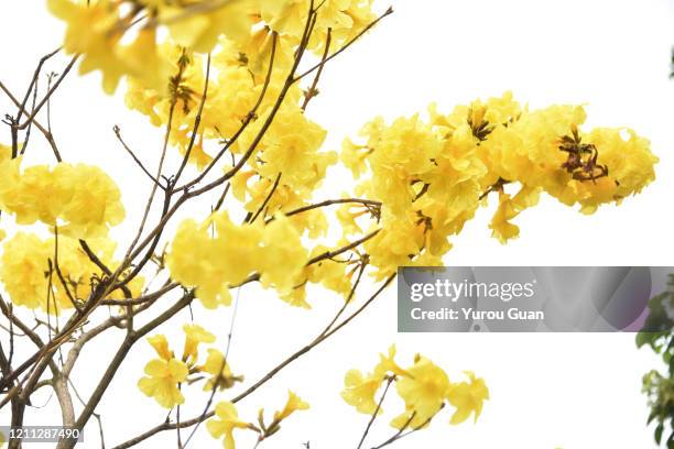 beautiful golden trumpet tree ( tabebuia chrysantha, handroanthus chrysanthus, golden tree, yellow pui ) blooming in spring, jiangmen, guangdong, china. - tabebuia chrysotricha foto e immagini stock