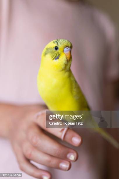 close up bright yellow budgerigar parakeet perched on hand of girl - yellow perch stock-fotos und bilder