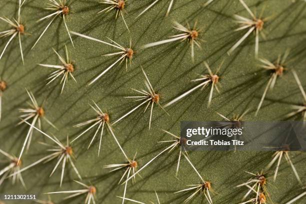 extreme close up spiky green cactus leaf - kaktus stock-fotos und bilder