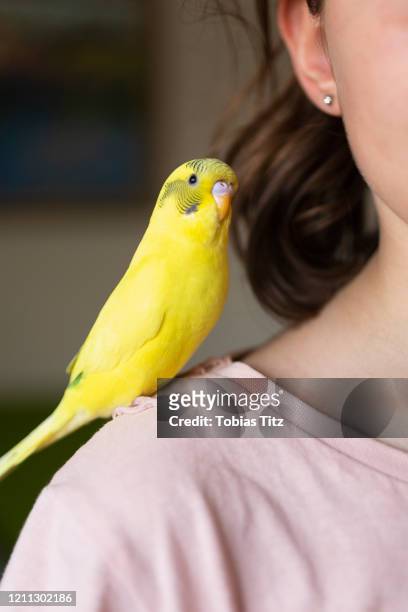 bright yellow budgerigar parakeet perched on shoulder of girl - yellow perch photos et images de collection