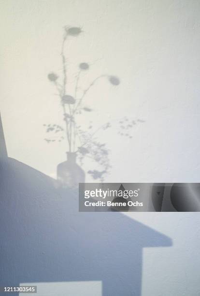 shadow of thistle plant in vase - still life foto e immagini stock