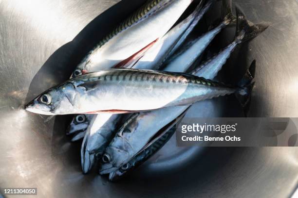 fresh fish in stainless steel bowl - makreel stockfoto's en -beelden