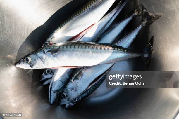 fresh fish in stainless steel bowl - mackerel - fotografias e filmes do acervo