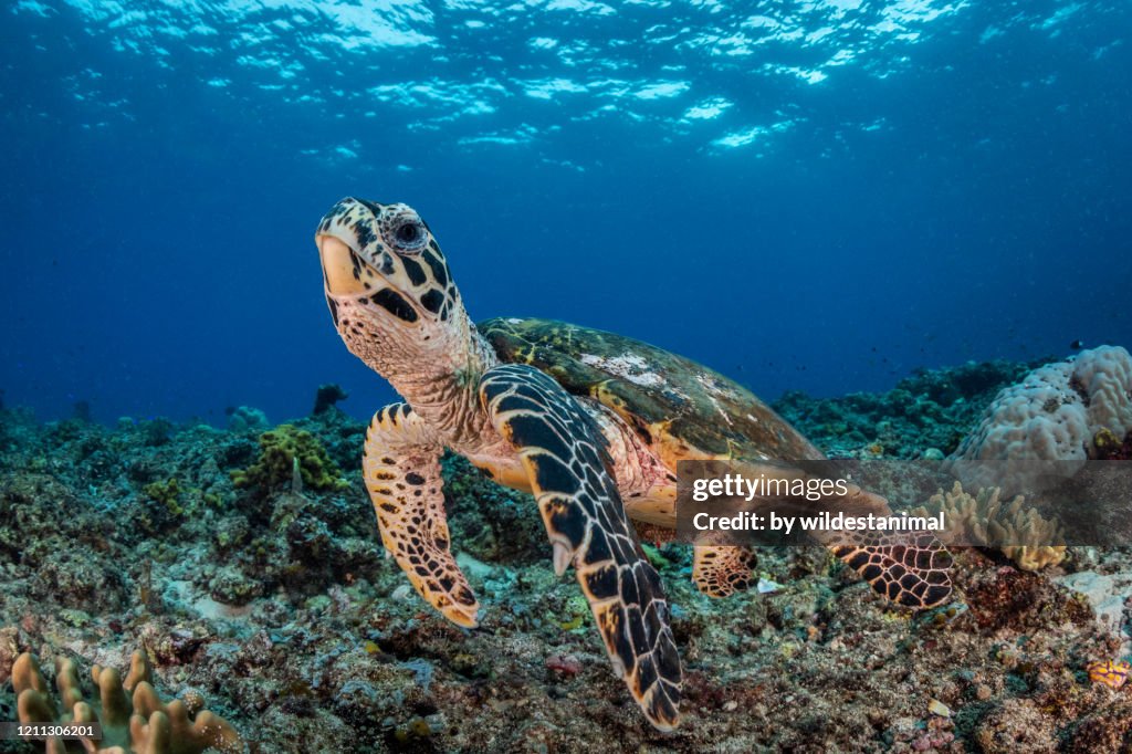 Hawksbill turtle swimming over the coral reef, Kimbe Bay, Papua New Guinea.