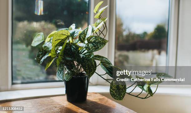 plant on a table - vaso de flor imagens e fotografias de stock