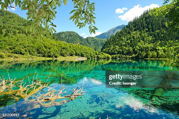 lagoa e árvores no vale de jiuzhaigou na china - jiuzhaigou imagens e fotografias de stock