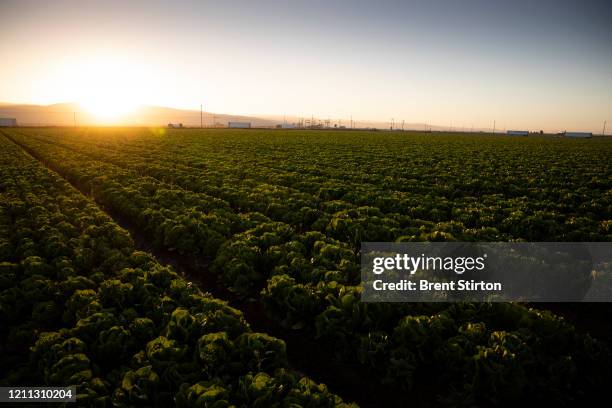 Field of romaine lettuce waits to be harvested on April 28, 2020 in Greenfield, California. Due to the drastic reduction of the food service industry...