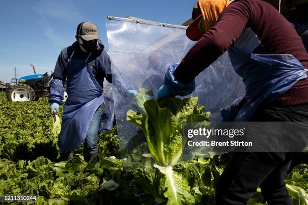 Farm laborers from Fresh Harvest working with an H-2A visa harvest romaine lettuce on a machine with heavy plastic dividers that separate workers...