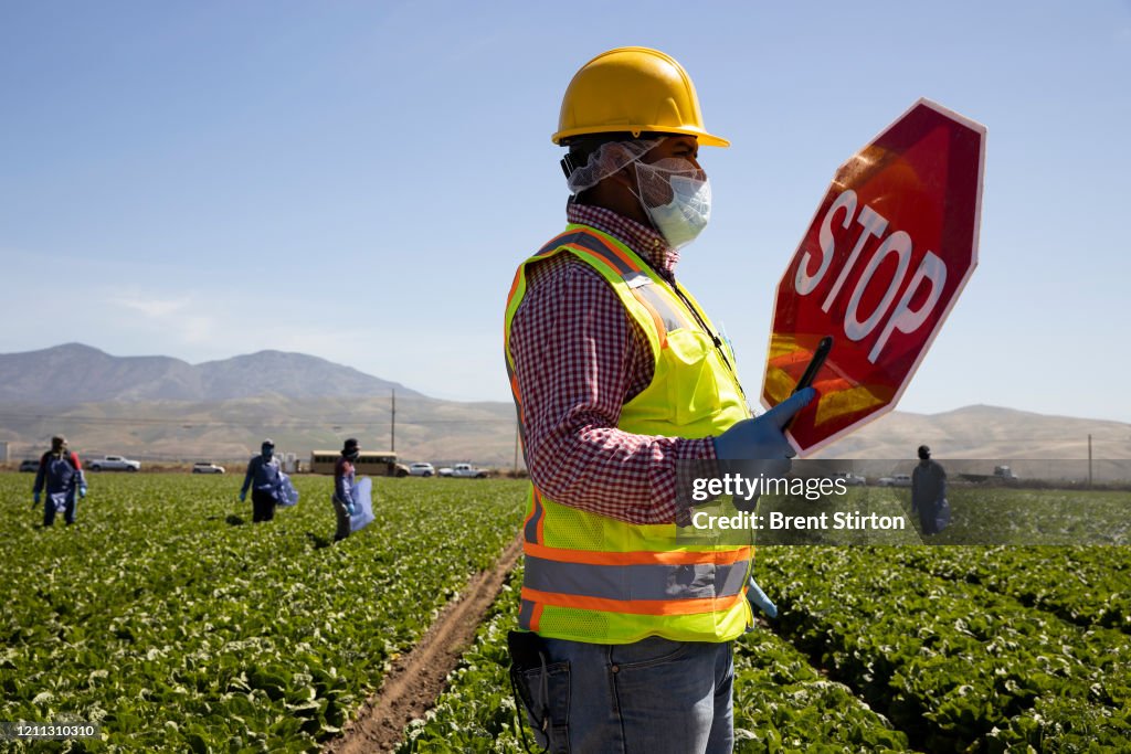 Immigrant Agricultural Workers Critical To U.S. Food Security Amid COVID-19 Outbreak