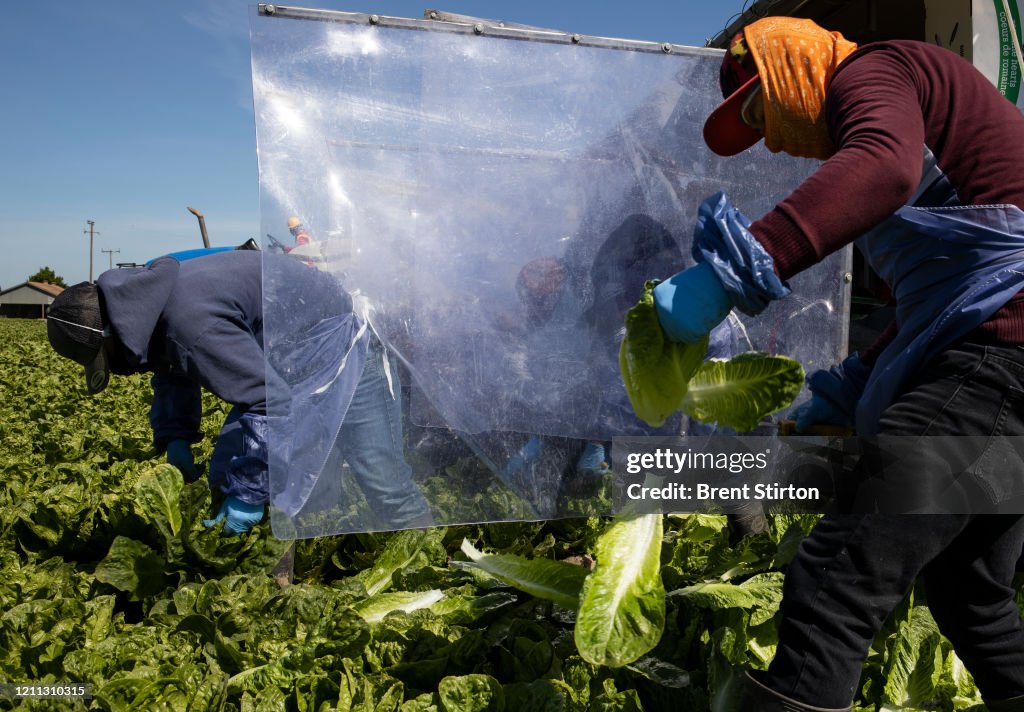 Immigrant Agricultural Workers Critical To U.S. Food Security Amid COVID-19 Outbreak