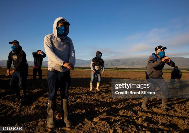Farm laborers with Fresh Harvest arrive in the early morning to begin harvesting on April 28, 2020 in Greenfield, California. After washing their...