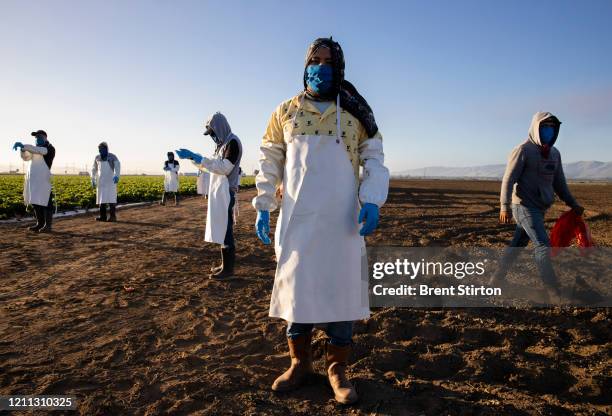 Farm laborers from Fresh Harvest arrive early in the morning to begin harvesting on April 28, 2020 in Greenfield, California. They practice social...