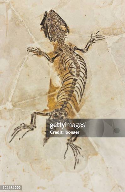 lizard fossil - fossil hunting stock pictures, royalty-free photos & images