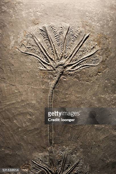crinoideo (mar fósil lirio - scyphocrinites elegans fotografías e imágenes de stock