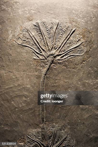 crinoid(sea lily)fossil - crinoid stock pictures, royalty-free photos & images