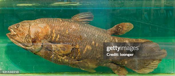 latimeria chalummae - coelacanth stock-fotos und bilder
