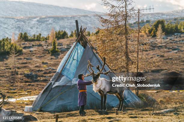 boy shepherding reindeers in mongolia - boreal forest stock pictures, royalty-free photos & images