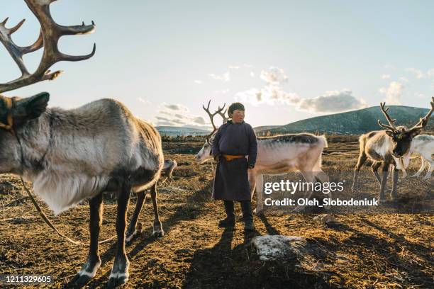 boy shepherding reindeers  in mongolia - herder stock pictures, royalty-free photos & images