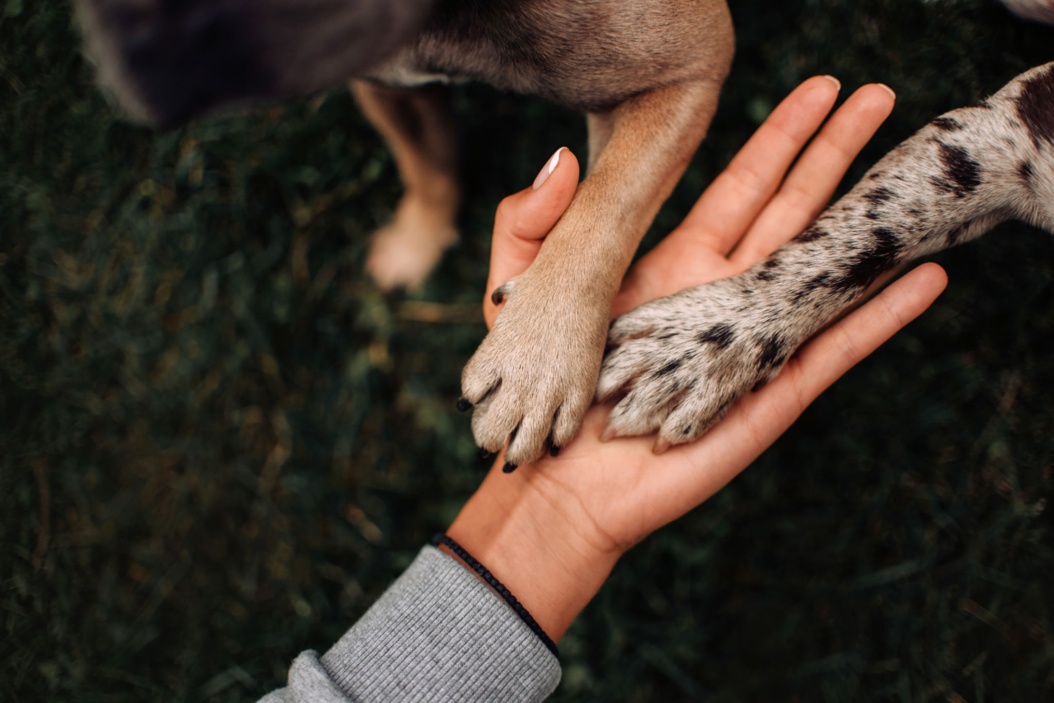 puppy care