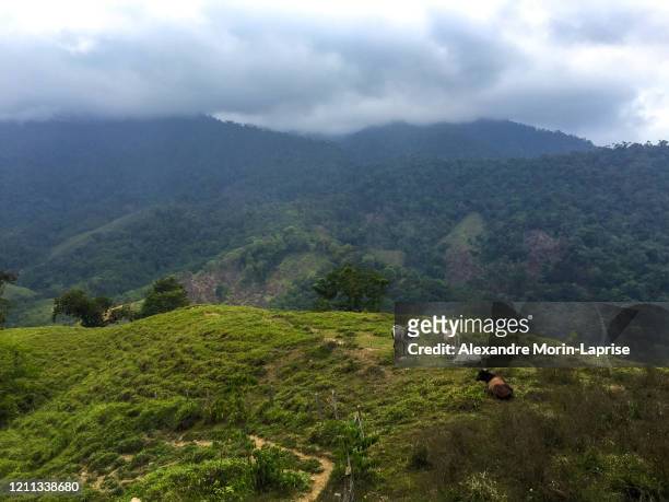 green hills full of pasture for cattle in  the ciudad perdida (lost city) tayrona park, magdalena / colombia - magdalena department colombia stock pictures, royalty-free photos & images